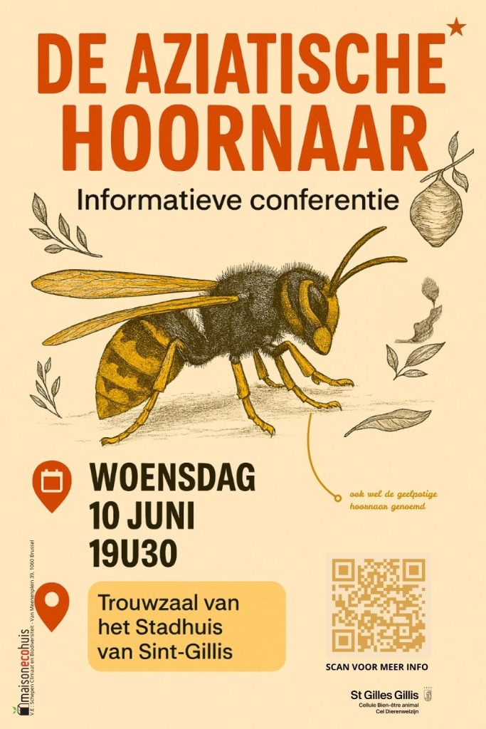 Conferentie over de hoornaar in Sint-Gillis, Brussel.