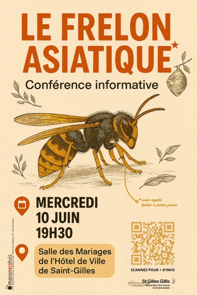 Affiche de la conférence sur les frelons asiatiques à Saint-Gilles, Bruxelles.