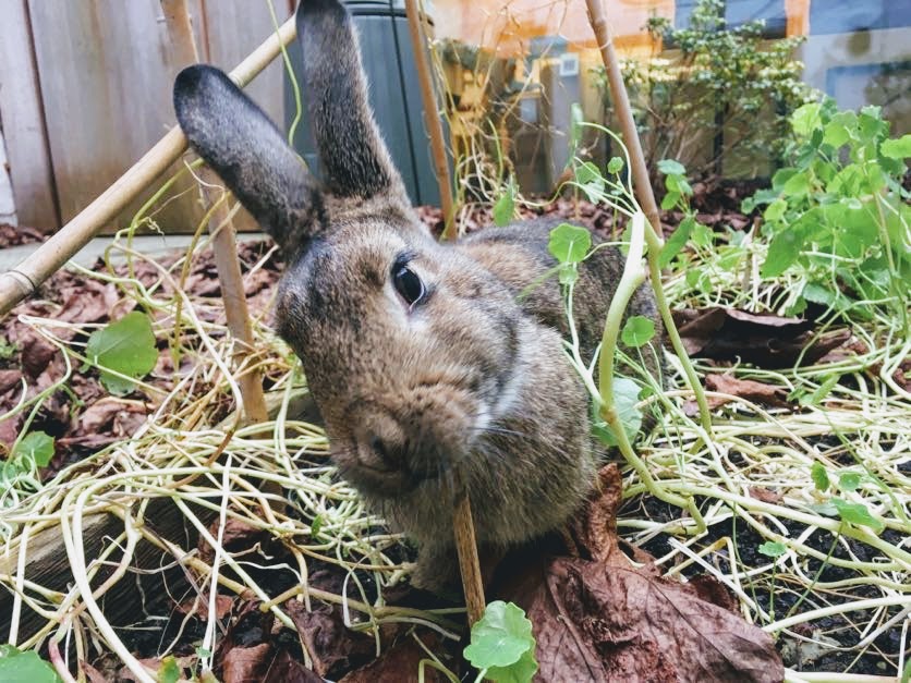 MaisonEcoHuis : rue du Fort 33 à Saint-Gilles (Bruxelles).