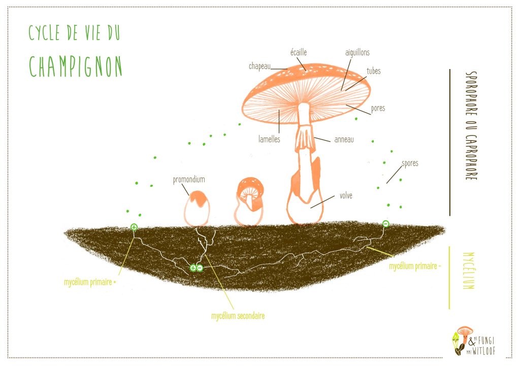 Cycle de vie du champignon du projet sur les chicons et les champignons à Saint-Gilles, Bruxelles.