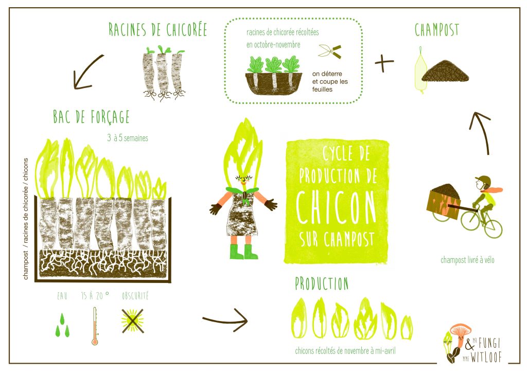 Cycle de vie de la culture du chicon du projet sur les chicons et les champignons à Saint-Gilles, Bruxelles.