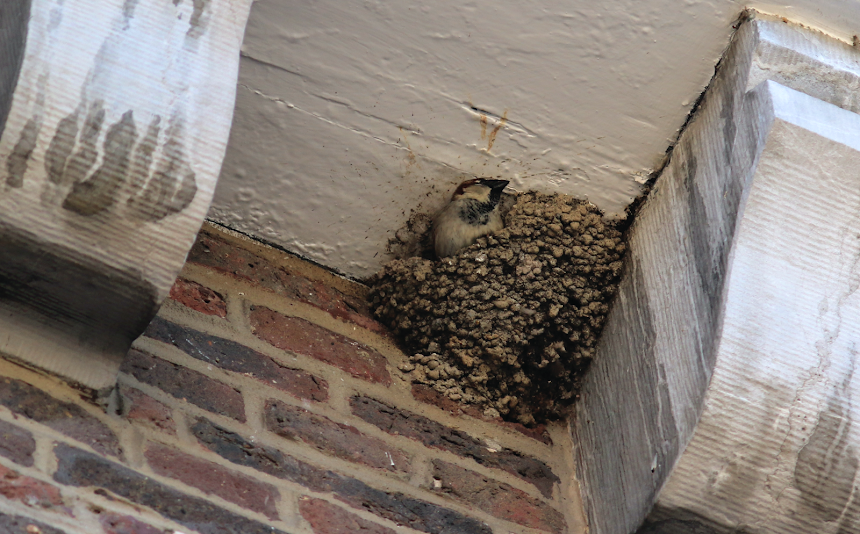 Een mannelijke mus bevindt zich in een zwaluwnest.