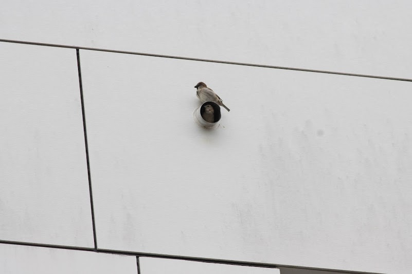 Koppel huismussen in een waarschijnlijk ventilatiepijp.