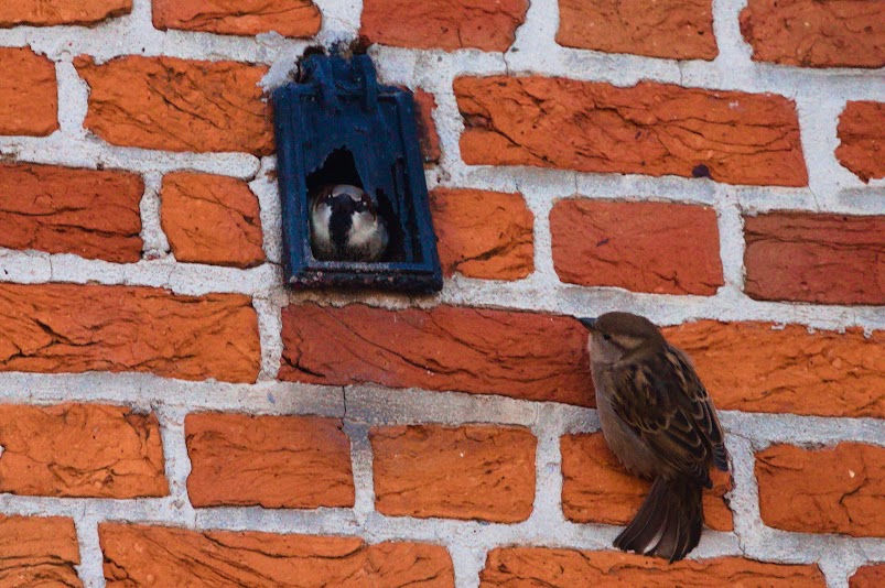 Een paar mussen bij de ingang van hun nest in een gat in een dakrand.