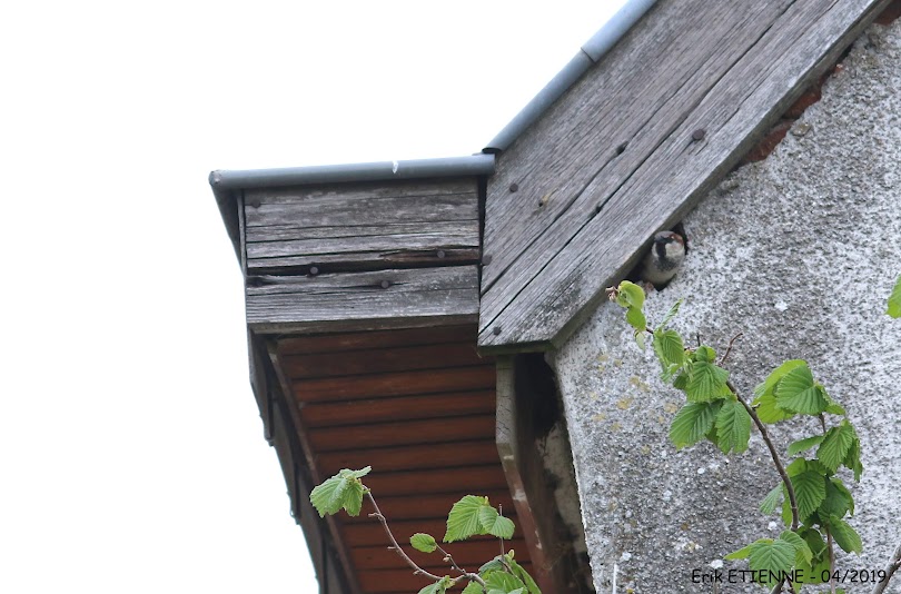 Oud huis met een mannelijke huismus in een gat.