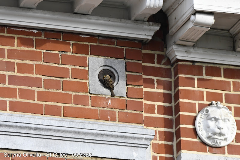 Huismus in een steigergaten op het Place Delporte in Sint-Gillis (Brussel).