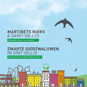 Flyer Zwarte gierzwaluwen van Sint-Gillis, EcoHuis project.
