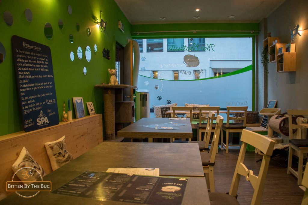 Intérieur du bar New Chatouille (bar à chats) à Saint-Gilles, Bruxelles.