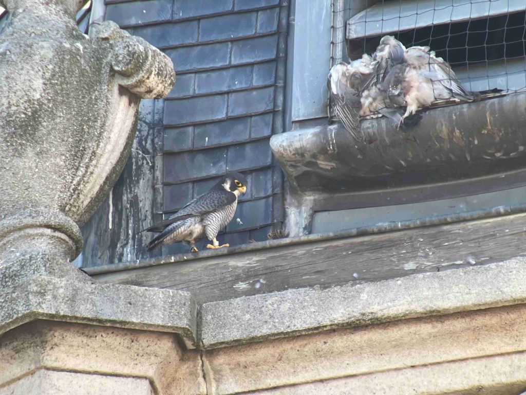 Slechtval van Sint-Gillis, Brussel.