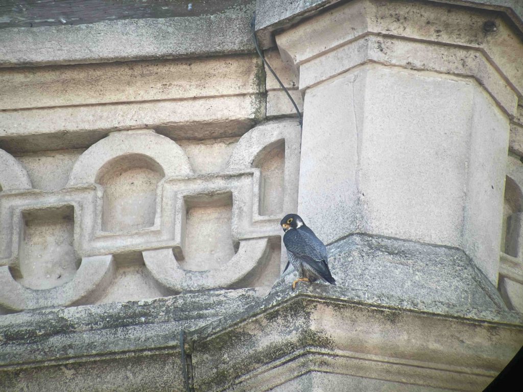 Faucons de l'hôtel de ville de Saint-Gilles, Bruxelles.